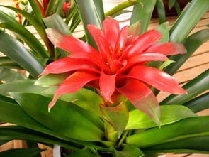 屋里養(yǎng)花有小飛蟲怎么辦