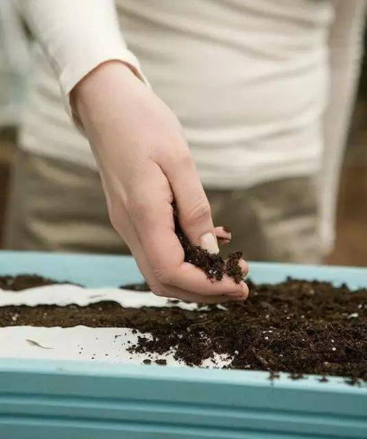 頭痛粉能不能用來(lái)養(yǎng)花