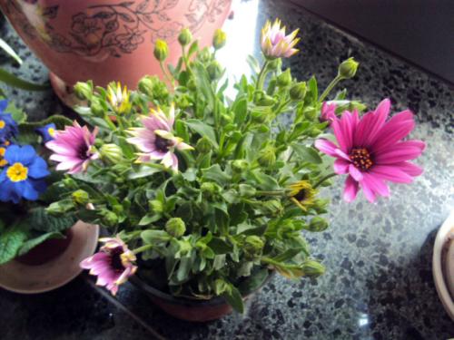 描寫?zhàn)B花花開了的句子