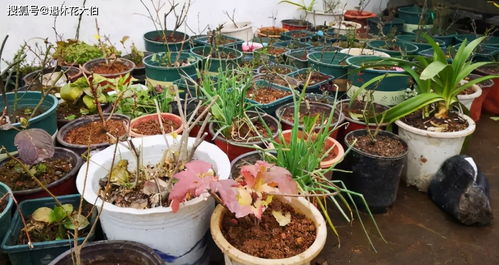 養(yǎng)花會不會招蟑螂