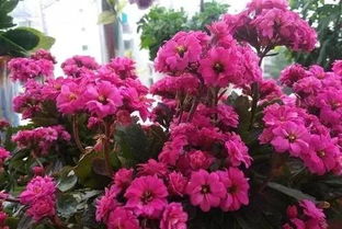 長(zhǎng)壽花的養(yǎng)花經(jīng)驗(yàn)