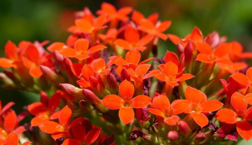 養(yǎng)花紅葉開花