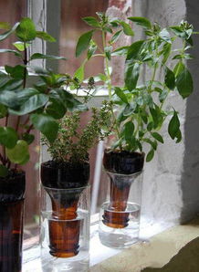 扶郎花栽塑料玩兒理科養(yǎng)花嗎