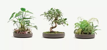 養(yǎng)花要用什么燈