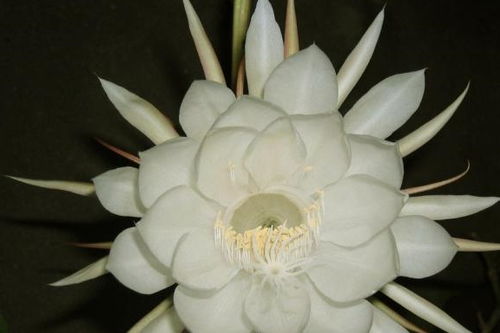 家養(yǎng)花吉祥