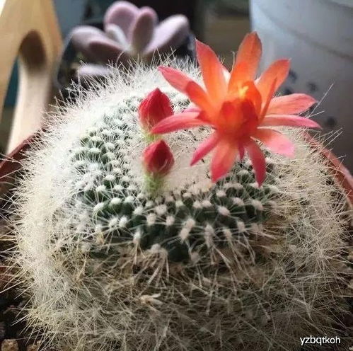 泥炭土養(yǎng)花缺點(diǎn)