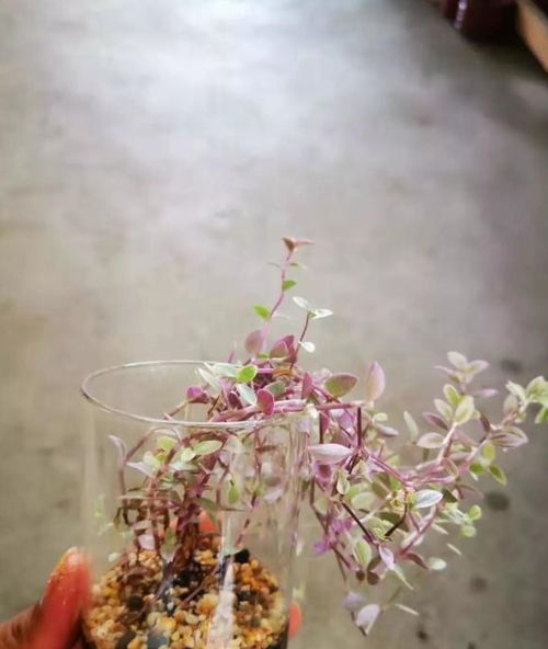 形容一個(gè)人很會(huì)養(yǎng)花的幽默語(yǔ)言