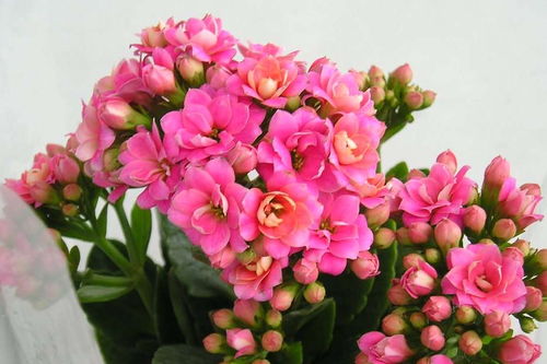 骨頭對養(yǎng)花有好處嗎