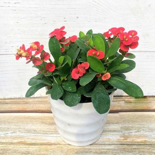 養(yǎng)花的皮叫啥