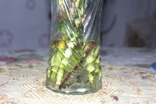 養(yǎng)花的水里放鐵釘