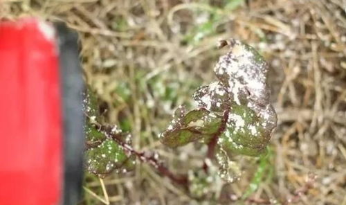 養(yǎng)花有小黑飛蒼蠅怎么辦