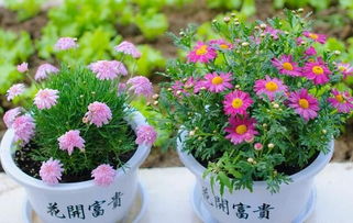 用銀杏葉當(dāng)肥養(yǎng)花