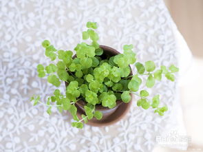 養(yǎng)花盆里有潮蟲(chóng)怎么辦