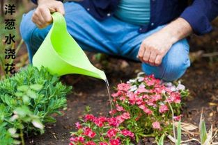 養(yǎng)花的方法和好處