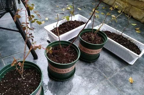 農(nóng)村兒童養(yǎng)花照片