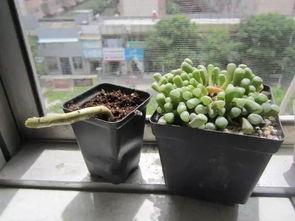 養(yǎng)花不帶刺