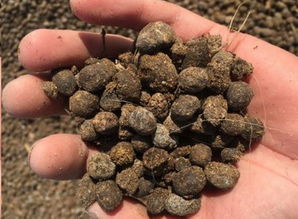 羊糞捏碎養(yǎng)花