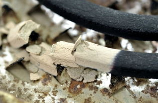 蚊香灰可以養(yǎng)花殺蟲