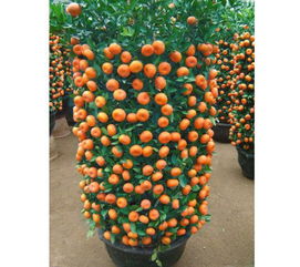 養(yǎng)花人棗棗