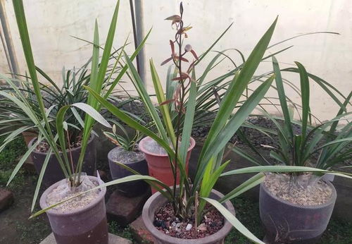 養(yǎng)花澆水記錄