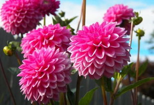 養(yǎng)花人的英文