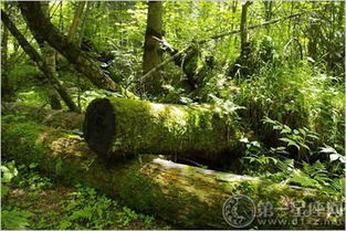 大林木命的人適合養(yǎng)花嗎