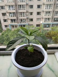 為什么有的人養(yǎng)花不開花