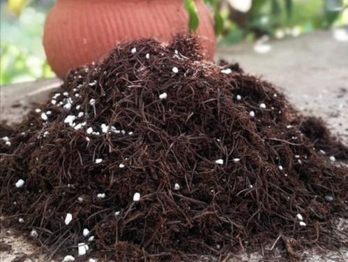 失效碳包能養(yǎng)花嗎