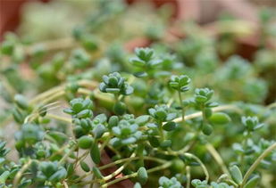 關于養(yǎng)花卉的觀察日記