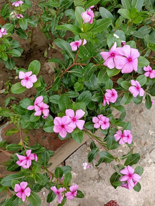 長(zhǎng)春花怎樣養(yǎng)花才多呢