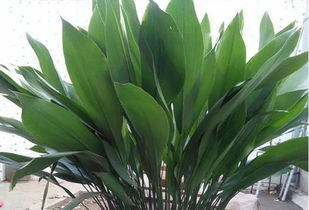 家庭養(yǎng)花外國一株一葉