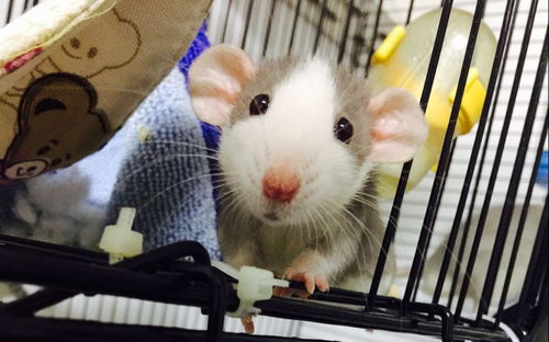 養(yǎng)兔子和養(yǎng)花枝鼠