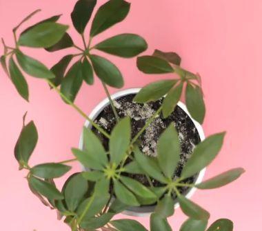 燃燒過(guò)的蚊香灰能養(yǎng)花嗎