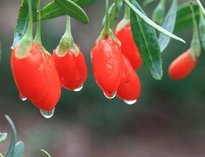 枸杞養(yǎng)花可以嗎