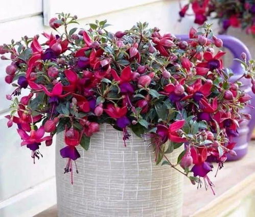 養(yǎng)花枯萎了怎么辦