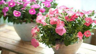 啥土養(yǎng)花愛活