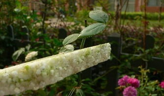 養(yǎng)花的插遷方法