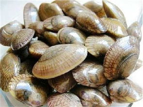 水產(chǎn)怎樣養(yǎng)花甲