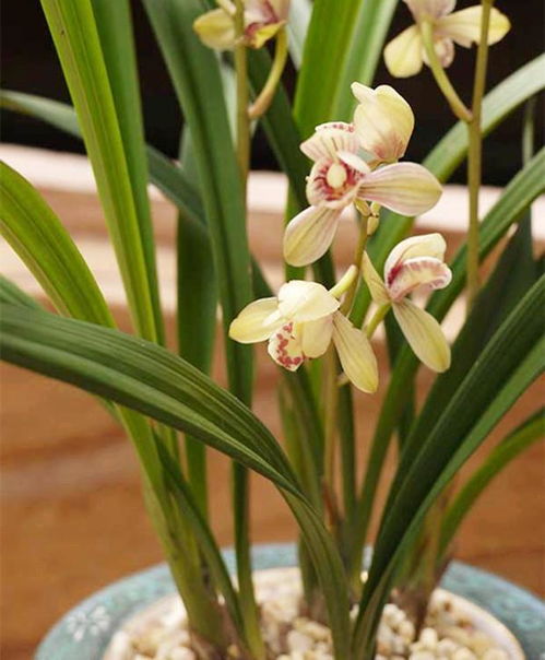 茶葉殘?jiān)芊耩B(yǎng)花