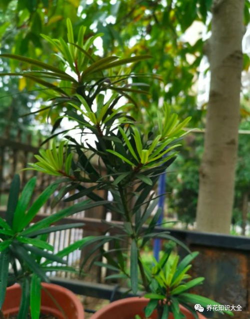 去的百葉可以養(yǎng)花嗎