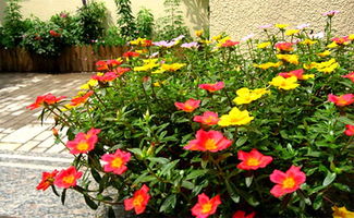 鐵銹對養(yǎng)花的影響