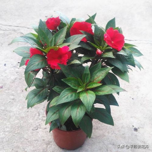 怎么長(zhǎng)久養(yǎng)花