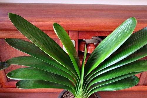 紋香灰可以養(yǎng)花嗎