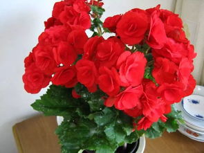 核桃皮打碎能養(yǎng)花嗎