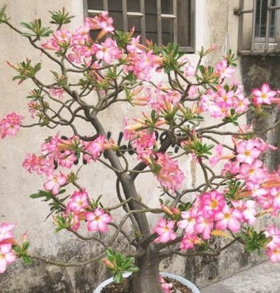 我的爺爺愛(ài)養(yǎng)花