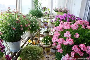 陽臺養(yǎng)花墻壁的要求