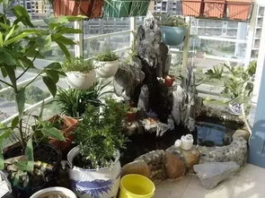 陽臺(tái)養(yǎng)花魚菜