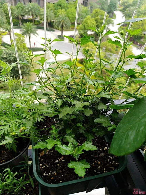 陽臺養(yǎng)花補光