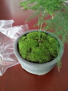 苔蘚可以養(yǎng)花