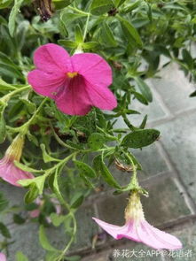 夏天養(yǎng)花什么時候澆水